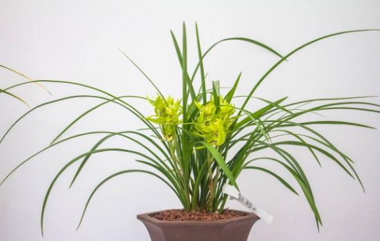 八、蘭花.jpg