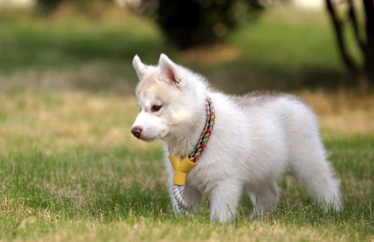 5、西伯利亞雪橇犬.jpg