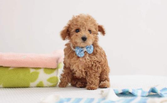6、貴賓犬.jpg
