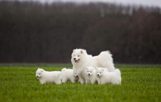 7、薩摩耶犬.jpg