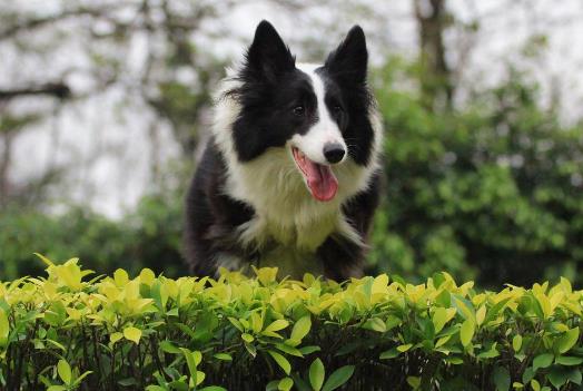 1、邊境牧羊犬.jpg