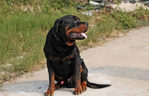 9、羅威納犬.jpg
