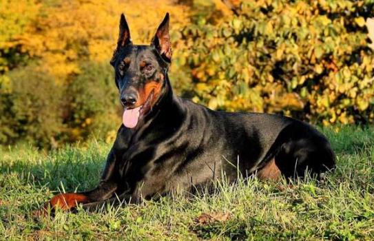 5、杜賓犬.jpg