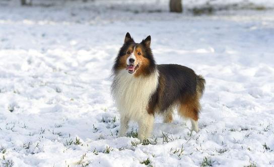 6、喜樂蒂牧羊犬.jpg