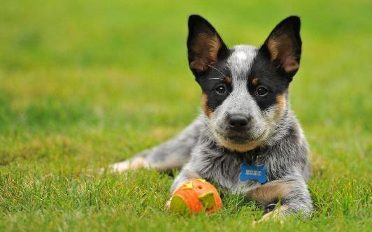 10、澳大利亞牧牛犬.jpg