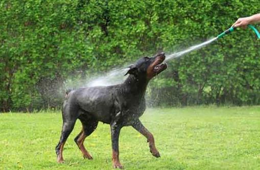 2、杜賓犬.jpg