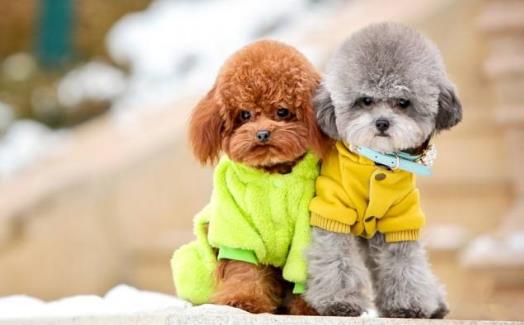2、貴賓犬.jpg