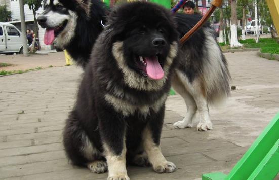 10、高加索犬.jpg
