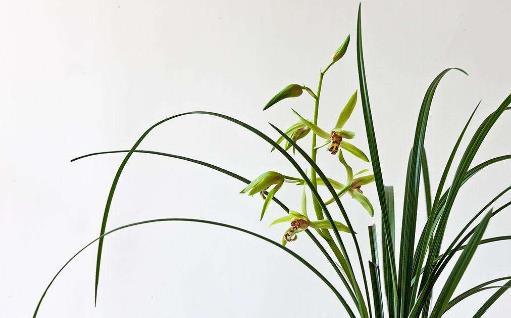 五、蘭花.jpg