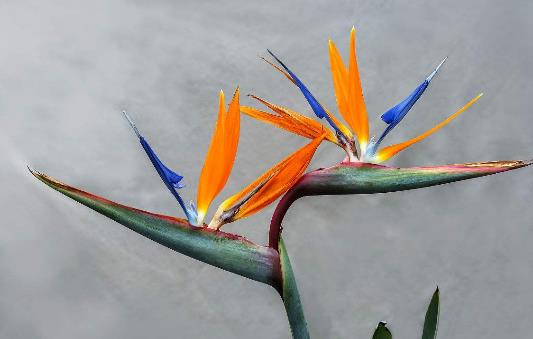 一、天堂鳥花.jpg