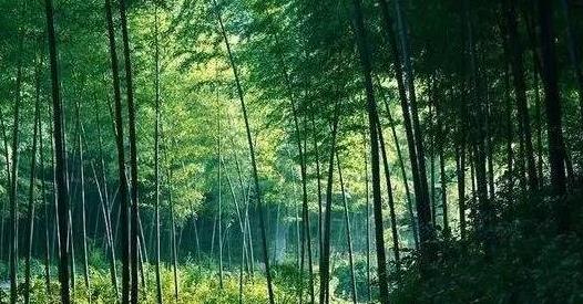 四、《空山鳥語.jpg