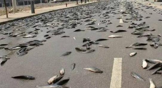 十、洪都拉斯的魚雨.jpg