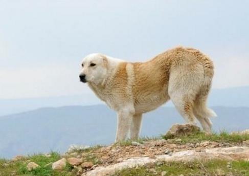 6、坎高犬.jpg