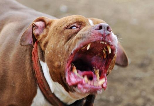 1、比特犬.jpg