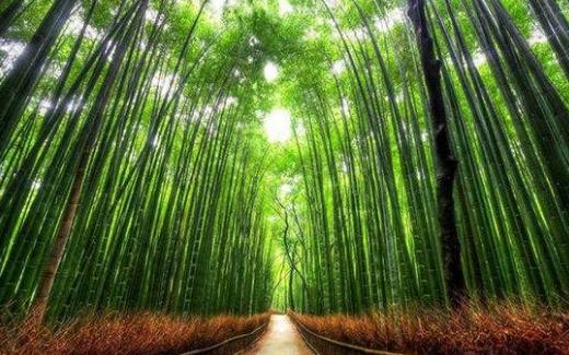 一、日本嵐山竹徑可聽天籟之音.jpg