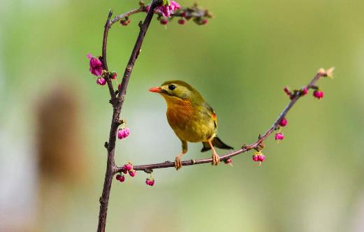 五、紅嘴相思鳥.jpg