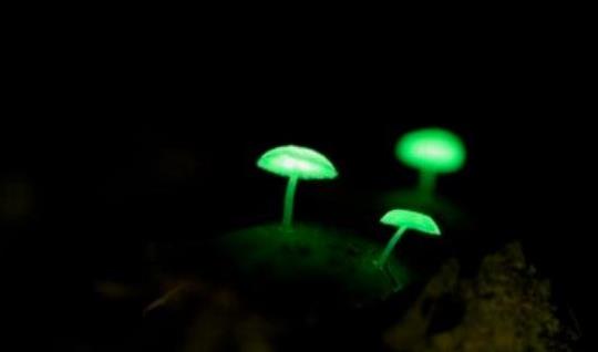三、生物發(fā)光菌.jpg