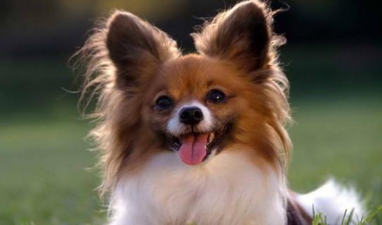 八、蝴蝶犬.jpg