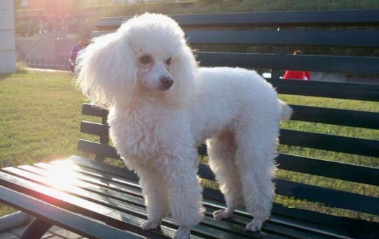 二、貴賓犬.jpg
