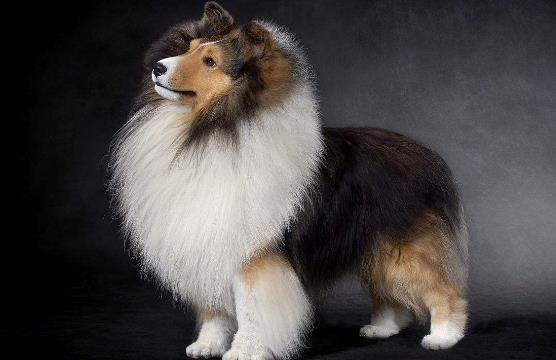 五、喜樂(lè)蒂牧羊犬.jpg