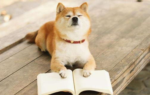 十、柴犬.jpg