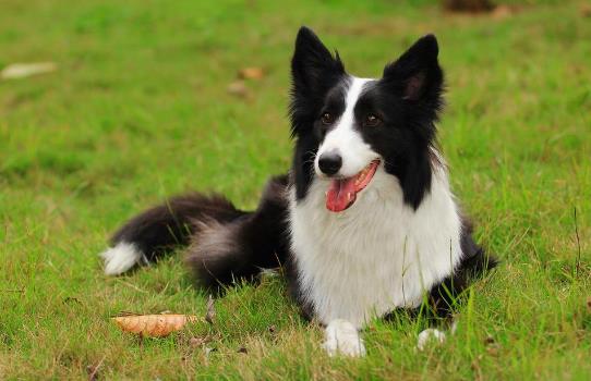 四、邊境牧羊犬.jpg
