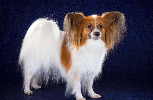 五、蝴蝶犬.jpg