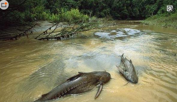 一、亞馬遜鲇魚.jpg