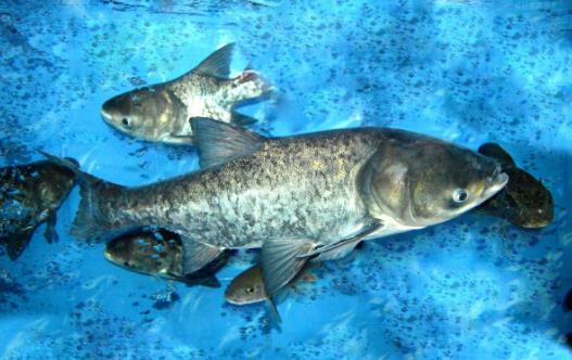 三、大頭魚.jpg