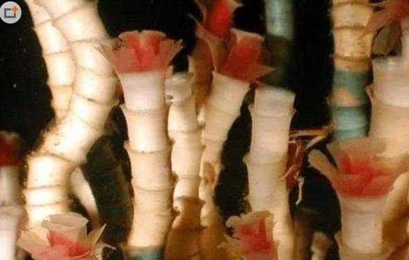 四、管蠕蟲.jpg
