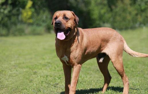 世界十大獵犬排行榜,比特犬第一,高加索犬第二
