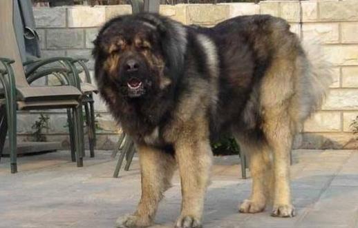 世界十大獵犬排行榜,比特犬第一,高加索犬第二