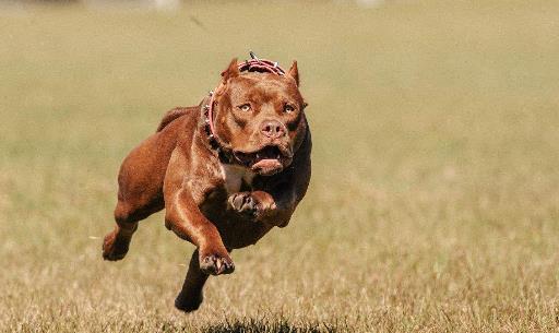 世界十大獵犬排行榜,比特犬第一,高加索犬第二