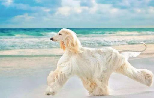 世界十大獵犬排行榜,比特犬第一,高加索犬第二