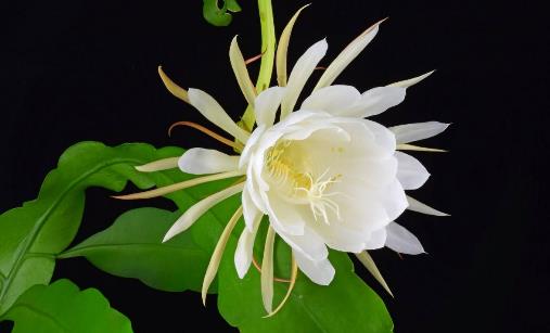 十大世界上最美的花排行榜,薰衣草第一,藍(lán)色妖姬第二