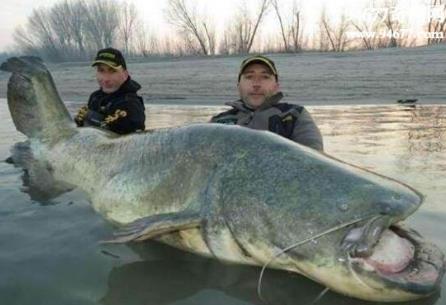 世界十大兇猛罕見的淡水魚排行榜,王鮭重達60磅!