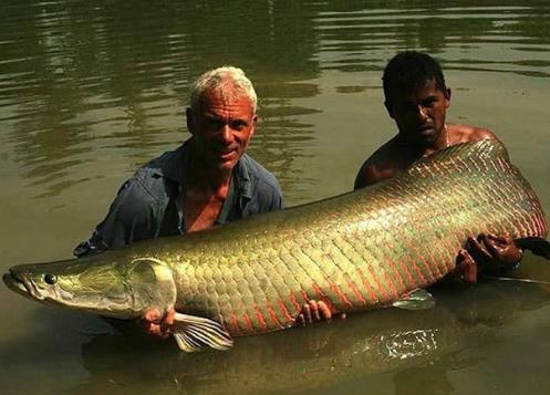 世界十大兇猛罕見的淡水魚排行榜,王鮭重達60磅!