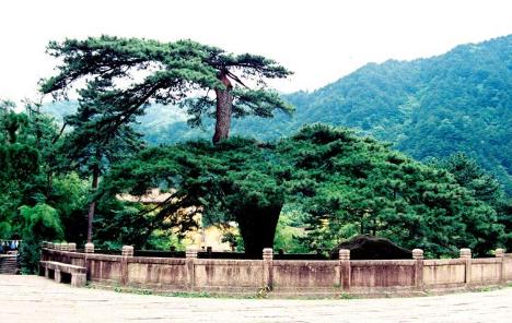 中國(guó)十大千年古樹(shù)排行榜,軒轅柏被稱為世界柏樹(shù)之父