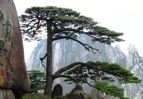 中國(guó)十大千年古樹(shù)排行榜,軒轅柏被稱為世界柏樹(shù)之父