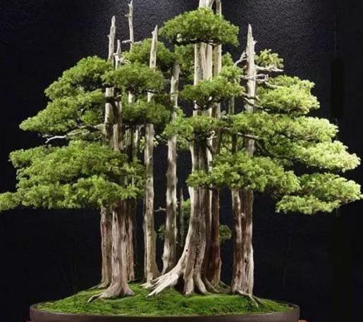 世界十大金獎盆景排行榜,中國黃雀梅盆景位列第五