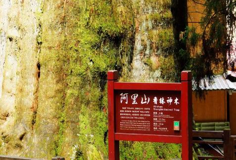 中國(guó)十大千年古樹(shù)排行榜,軒轅柏被稱為世界柏樹(shù)之父