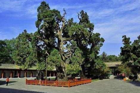 中國(guó)十大千年古樹(shù)排行榜,軒轅柏被稱為世界柏樹(shù)之父