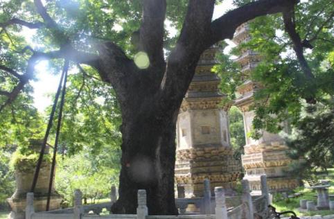 中國(guó)十大千年古樹(shù)排行榜,軒轅柏被稱為世界柏樹(shù)之父