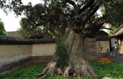 中國(guó)十大千年古樹(shù)排行榜,軒轅柏被稱為世界柏樹(shù)之父