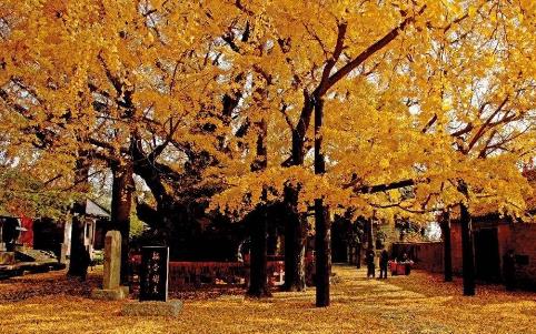 中國(guó)十大千年古樹(shù)排行榜,軒轅柏被稱為世界柏樹(shù)之父