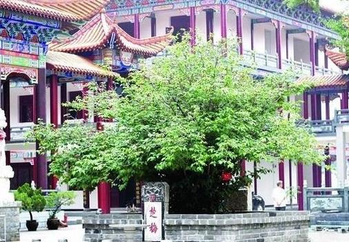 中國(guó)十大千年古樹(shù)排行榜,軒轅柏被稱為世界柏樹(shù)之父