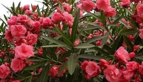 野外十大常見有毒植物排行榜,狼毒草誤食會丟掉性命!