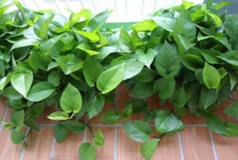 十種辦公室適合養(yǎng)的植物排行榜,富貴竹最適合辦公室養(yǎng)