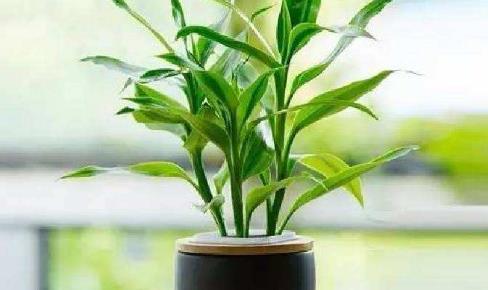 十種辦公室適合養(yǎng)的植物排行榜,富貴竹最適合辦公室養(yǎng)