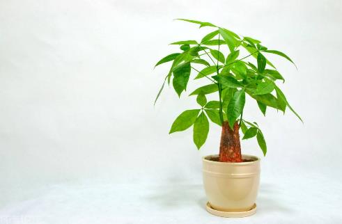 十種辦公室適合養(yǎng)的植物排行榜,富貴竹最適合辦公室養(yǎng)